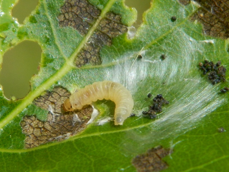 Schifezzuolidae: Gypsonoma minutana, Tortricidae